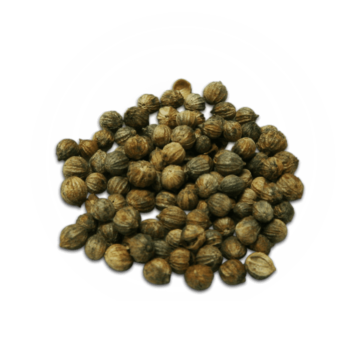 Coriander